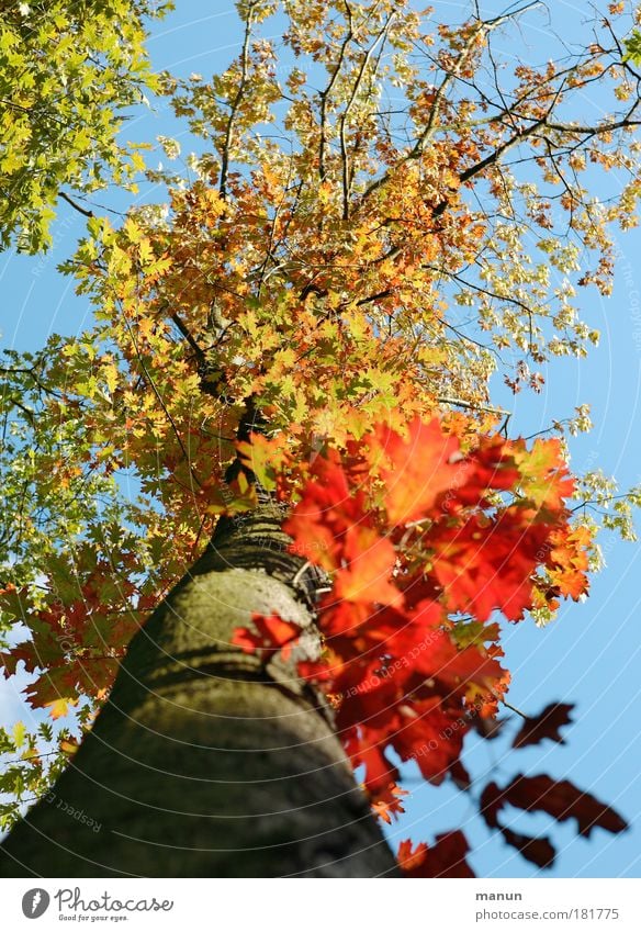 Autumn fire II Colour photo Multicoloured Exterior shot Day Light Shadow Contrast Sunlight Central perspective Long shot Senses Nature Sky Beautiful weather