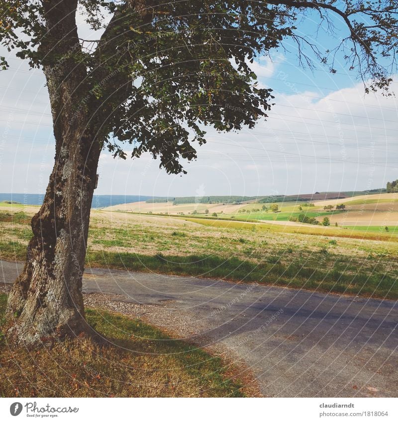 promenade Environment Nature Landscape Plant Sky Clouds Summer Autumn Beautiful weather Tree Lime tree Field Hill Lanes & trails Free Agriculture Südbaden