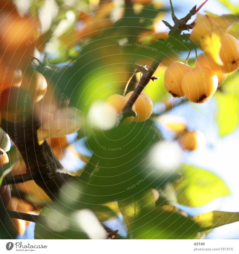 ornamented apple Colour photo Multicoloured Exterior shot Deserted Blur Environment Nature Sun Spring Summer Autumn Beautiful weather Plant Leaf Foliage plant