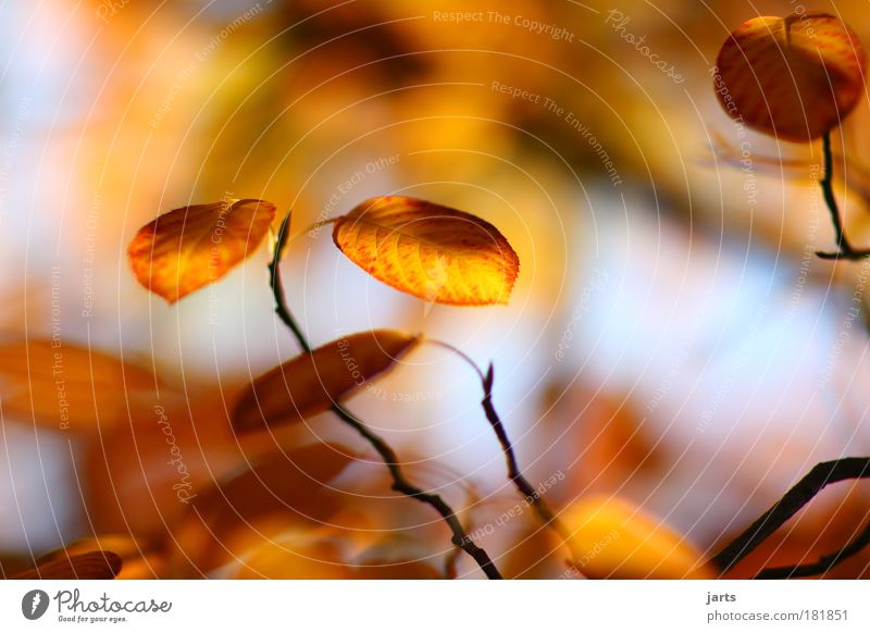 pure Exterior shot Close-up Deserted Day Light Shadow Contrast Reflection Sunlight Deep depth of field Central perspective Environment Nature Autumn