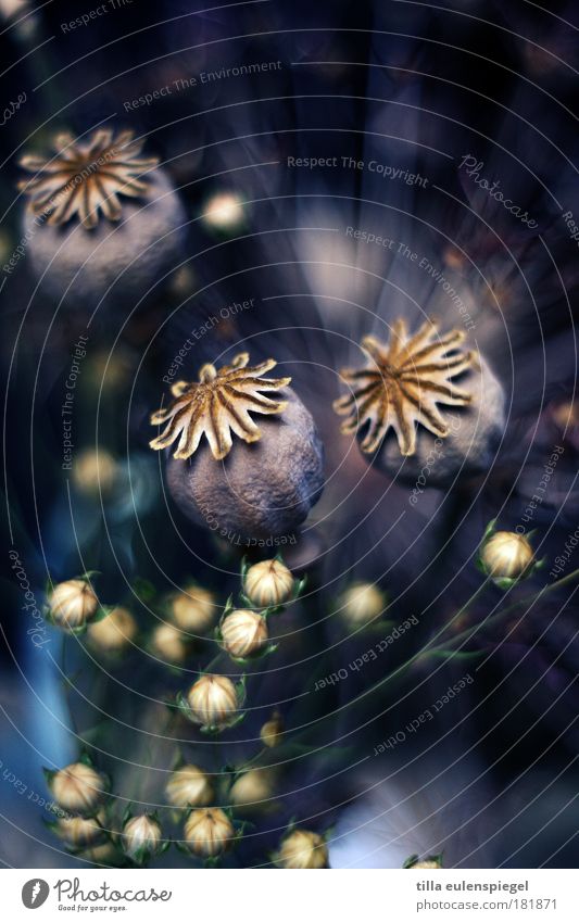 who wants to do it again? Colour photo Interior shot Experimental Deserted Copy Space top Shallow depth of field Autumn Flower Grass Hemp Bouquet To dry up