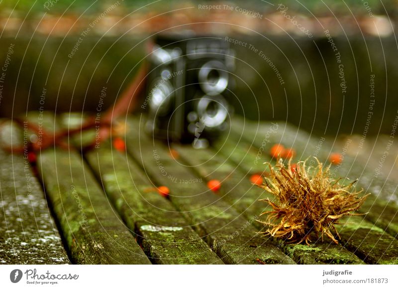 autumn Colour photo Exterior shot Day Blur Shallow depth of field Nature Autumn Park Thorny Berries Rawanberry Bench Wood Camera binocular Take a photo