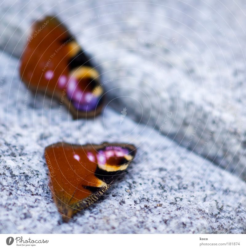 broken wings Colour photo Multicoloured Exterior shot Close-up Detail Macro (Extreme close-up) Copy Space right Day Shallow depth of field Animal Summer Autumn