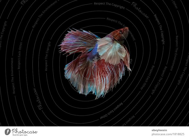 Siamese fighting fish isolated Art Artist Nature Animal Pet Farm animal Fish 1 Adventure Colour photo Multicoloured Close-up Detail Macro (Extreme close-up)