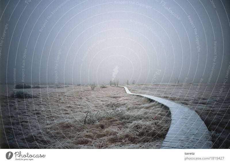 Wooden path in the raised bog with hoarfrost in fog in winter Hiking Environment Nature Landscape Winter Fog Grass Bushes Going Creepy Cold Hope Longing