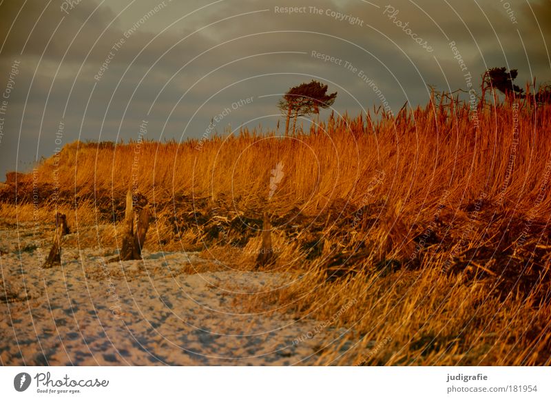 western beach Colour photo Exterior shot Deserted Day Evening Sunlight Environment Nature Landscape Plant Sand Sky Clouds Sunrise Sunset Climate Tree Grass