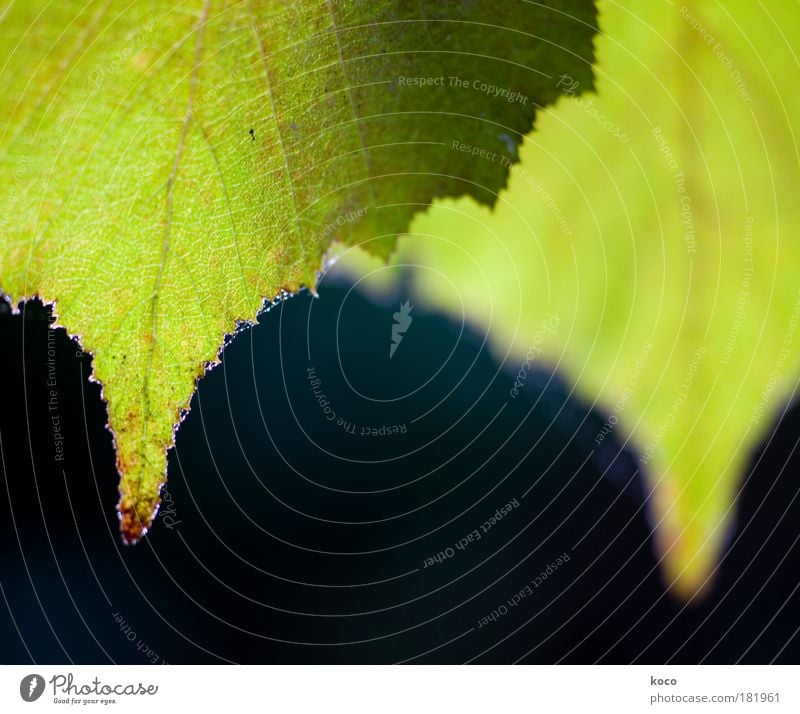 two Colour photo Exterior shot Close-up Macro (Extreme close-up) Deserted Copy Space middle Morning Day Light Contrast Back-light Shallow depth of field Nature