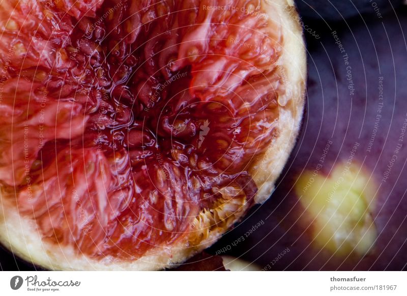 sweet as sin Colour photo Exterior shot Close-up Deserted Copy Space right Day Shallow depth of field Bird's-eye view Food Fruit Fig Nutrition Organic produce