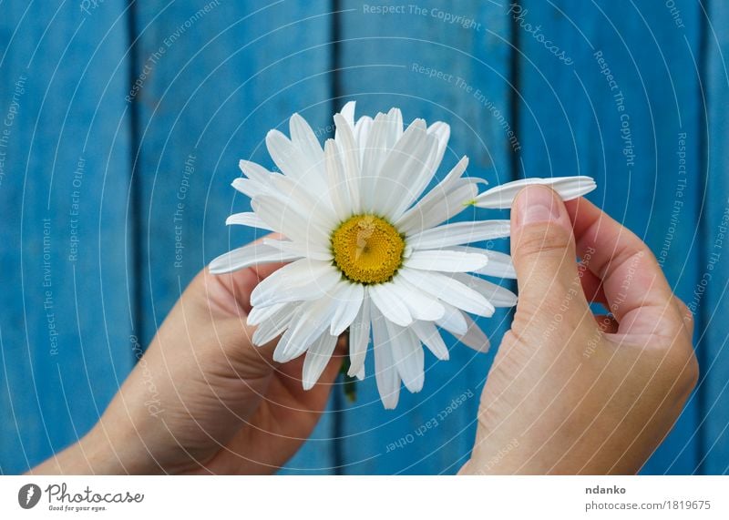 Human hands tear on a petal from a head of daisies Human being Hand Fingers Plant Flower Wood Love Blue White Happiness Together Joy Dream Daisy Chamomile