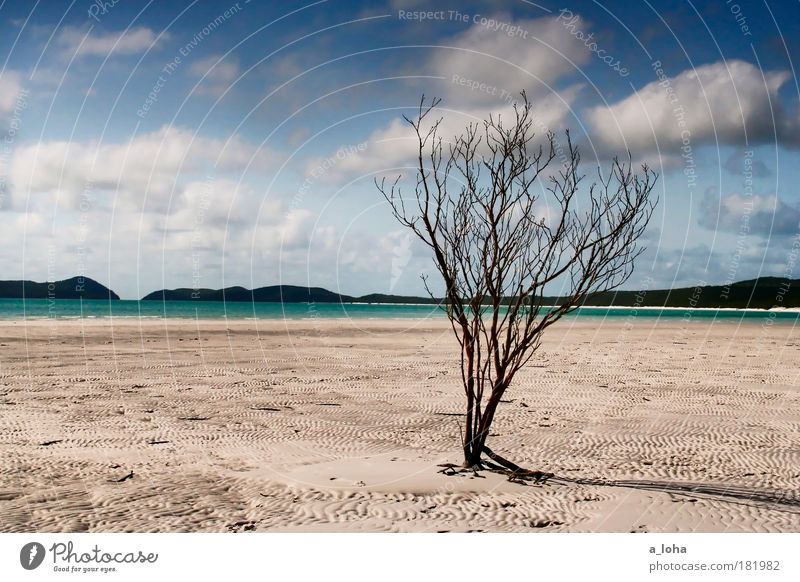 50 is half of a hundred. Exterior shot Deserted Day Light Sunbeam Deep depth of field Landscape Sand Air Water Sky Clouds Summer Bushes Beach Ocean Island Line