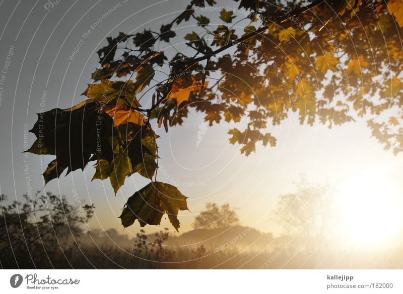 air canada Colour photo Multicoloured Exterior shot Close-up Morning Dawn Day Light Shadow Contrast Silhouette Reflection Light (Natural Phenomenon) Sunlight