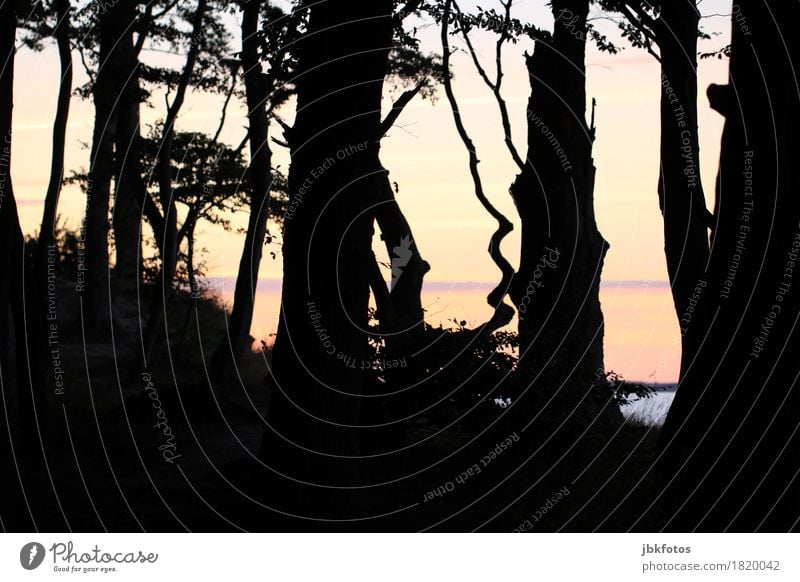 ghost forest Environment Nature Landscape Air Water Plant Tree Park Hill Coast Lakeside Beach Bay Baltic Sea Fear Nerviness Ghost forest Forest Cliff