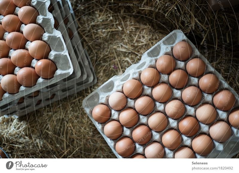 eggs Food Egg Eggshell Eggs cardboard Egg carton Nutrition Eating Breakfast Organic produce Vegetarian diet Fresh Healthy Straw Easter Farm Close-up Detail