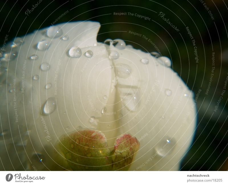 Drops on a flower Blossom Flower White Innocent Drops of water Garden Rope Rain Macro (Extreme close-up) Close-up