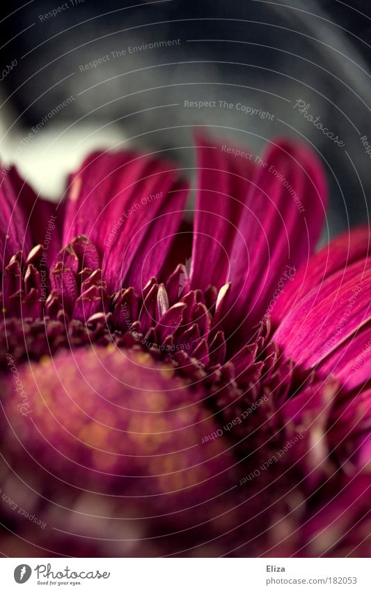 glitter Macro (Extreme close-up) Shallow depth of field Flower Blossom Beautiful Gerbera Pink Spring Intensive Point of light Glittering Fresh Near