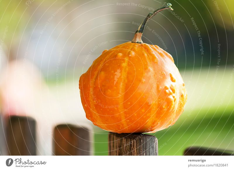 Decorative pumpkin Vegetable Garden Decoration Hallowe'en Nature Autumn Fresh Small bio cucurbit fall Farm fest Festive food Harvest orange Pumpkin Seasons