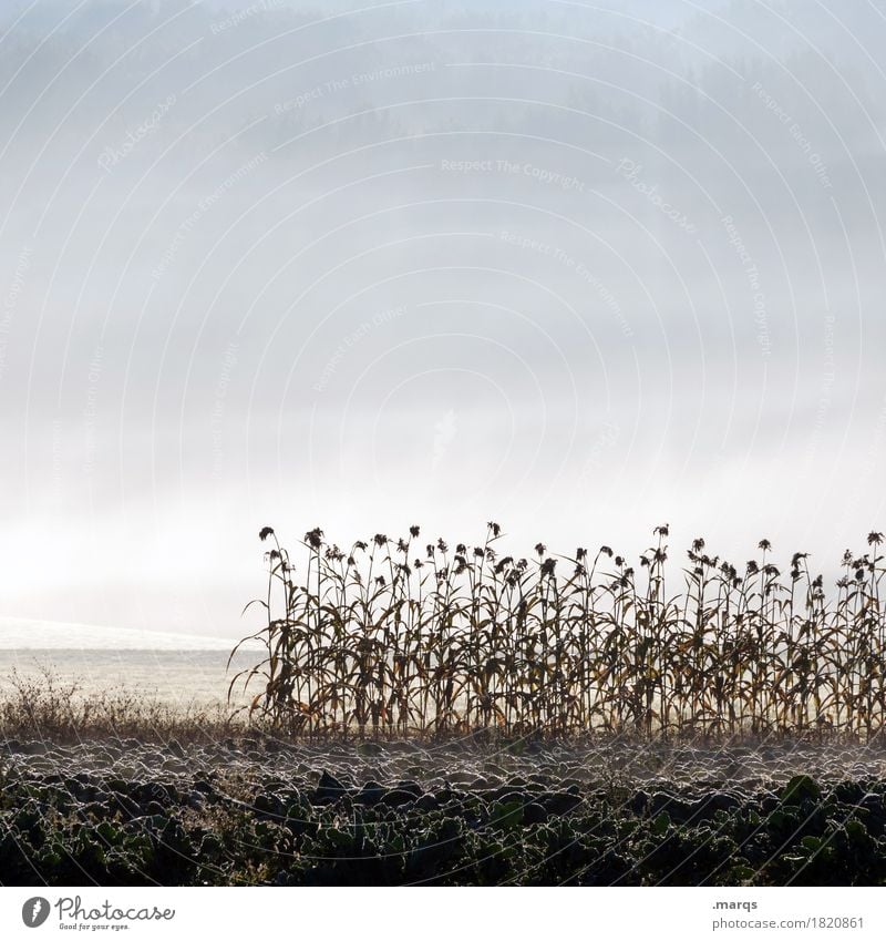 sunflowers Environment Nature Landscape Plant Elements Earth Sky Autumn Fog Flower Field Cold Moody Frost Colour photo Subdued colour Exterior shot Deserted