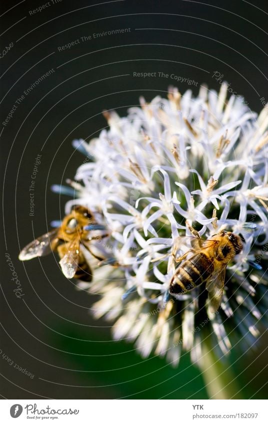 Erwin! Take it easy on the landing, it's prickly here! Colour photo Subdued colour Exterior shot Detail Macro (Extreme close-up) Pattern Structures and shapes