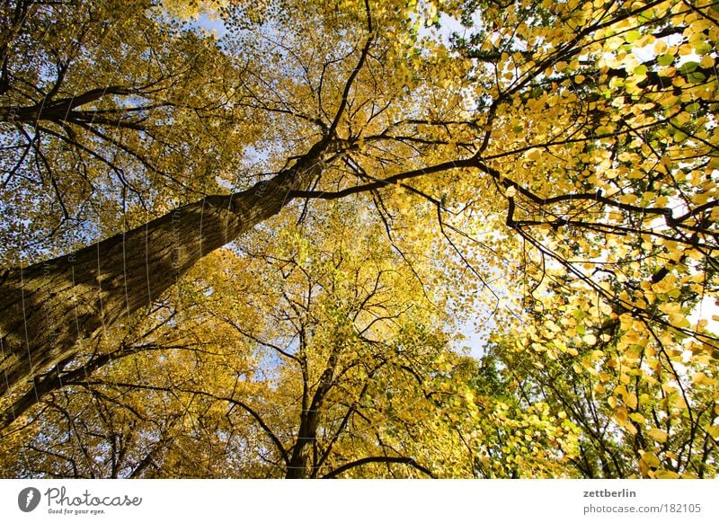 Golden Thing Tree Leaf Autumn Bright Sun Park Tree trunk Branch Twig golden autumn Autumn leaves Forest Deciduous forest Beautiful weather