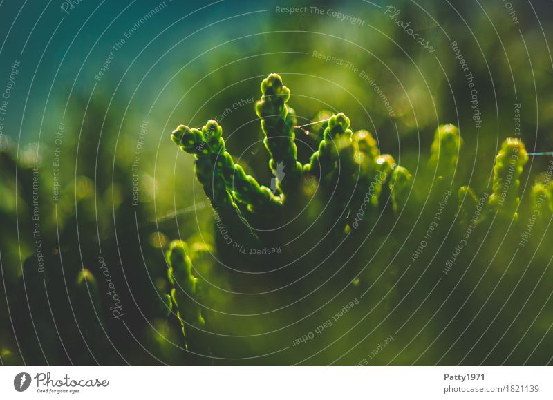 juniper Nature Plant Tree Juniper Spider's web Bonsar Natural Green Idyll Calm Colour photo Exterior shot Macro (Extreme close-up) Deserted Copy Space left