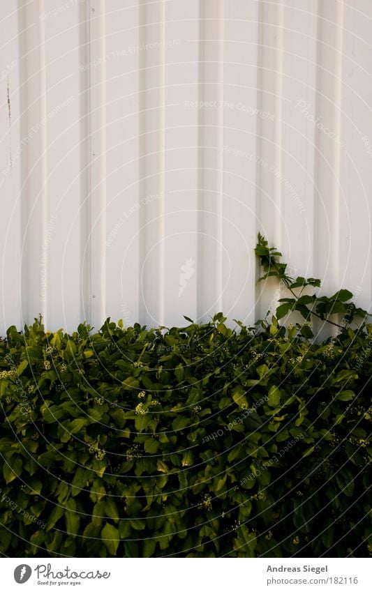 lined leaflets Colour photo Subdued colour Exterior shot Detail Pattern Structures and shapes Deserted Copy Space top Copy Space middle Day Light Shadow