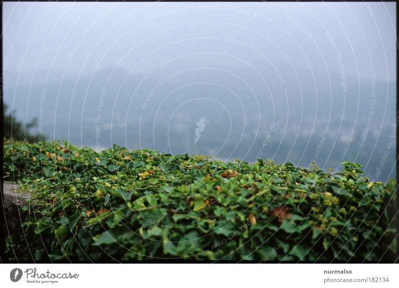 green fog Subdued colour Calm Vacation & Travel Trip Environment Nature Landscape Plant Autumn Fog Hill River bank Rhine Drachenfels Roland arch Bonn