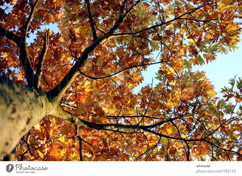 Mandatory task (by carl) Colour photo Multicoloured Exterior shot Day Light Contrast Sunlight Worm's-eye view Environment Nature Plant Sky Autumn