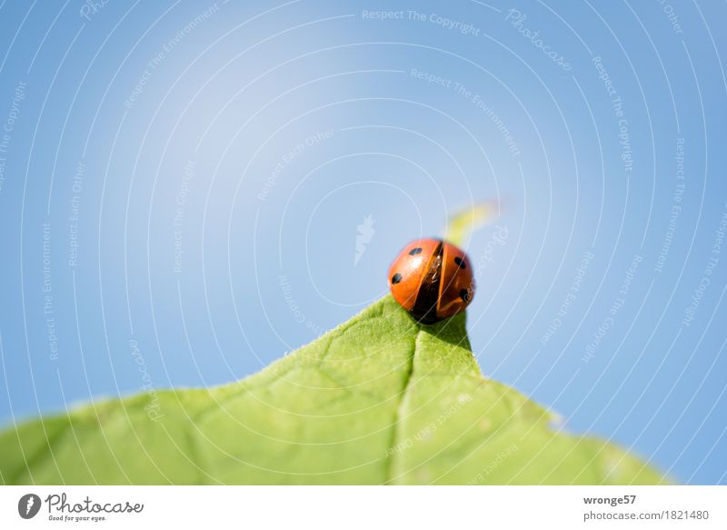 launch preparation Nature Sky Autumn Animal Wild animal Beetle Ladybird 1 Small Near Blue Green Red Black Leaf Sky blue Blue sky Blue background