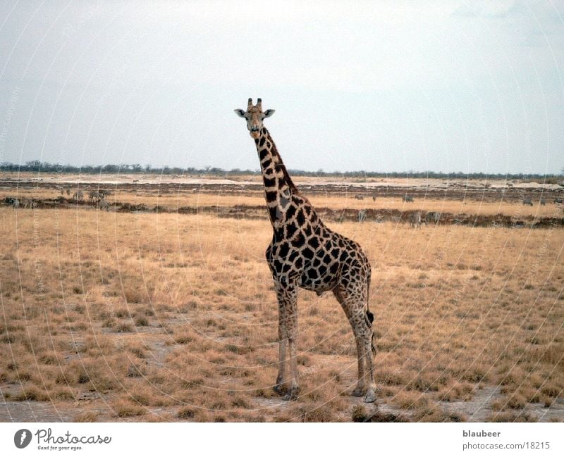 giraffe Namibia giraffe