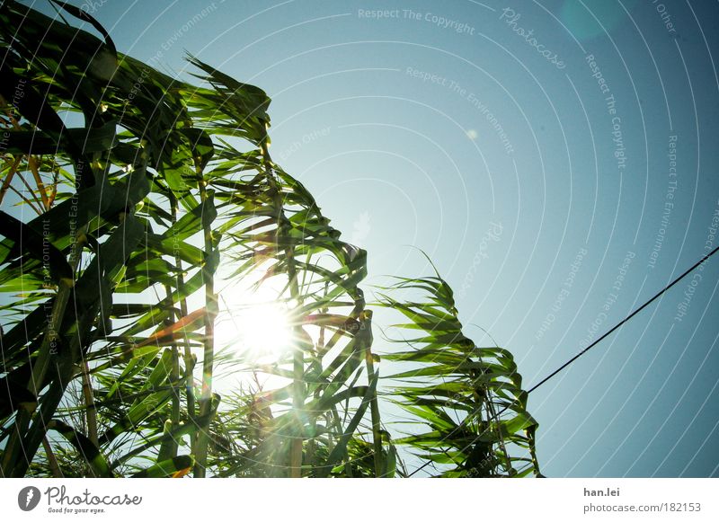 Windy Colour photo Deserted Copy Space right Copy Space top Light (Natural Phenomenon) Back-light Cable Nature Plant Sky Warmth Cold Blue Green Common Reed