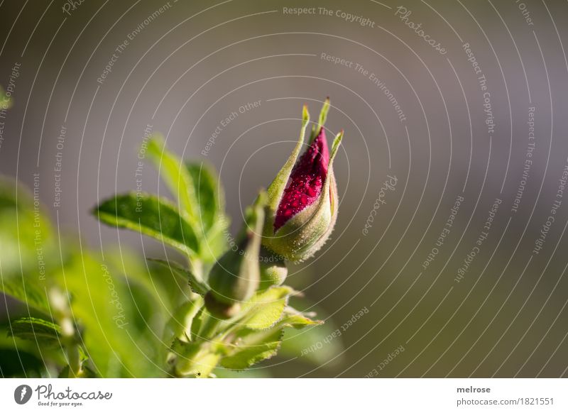 Bud with water droplets Elegant Style Nature Drops of water Sun Summer Beautiful weather Flower Leaf Blossom Wild plant Part of the plant Rose plants Park