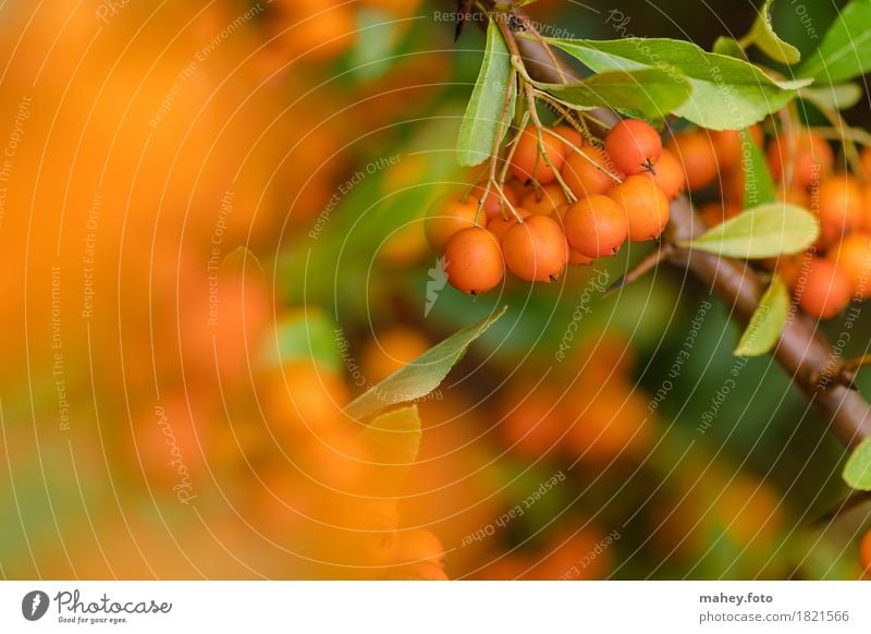 autumn swab Garden Nature Plant Autumn Thorny Green Orange Berries Botany bramble colors Burning bush Garden plants Hedge hedge plants Seasons October