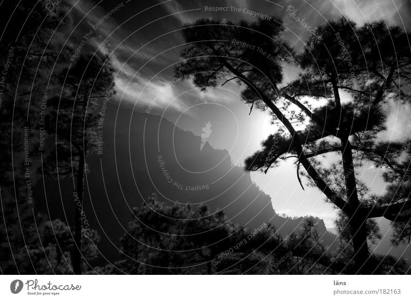 mountain forest Black & white photo Exterior shot Deserted Copy Space middle Evening Light Shadow Contrast Silhouette Light (Natural Phenomenon) Sunlight