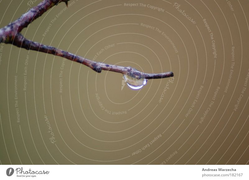 After rain Environment Nature Plant Drops of water Autumn Bad weather Rain Foliage plant Branch Wood Water Cold Wet Brown Beautiful Calm Purity Climate