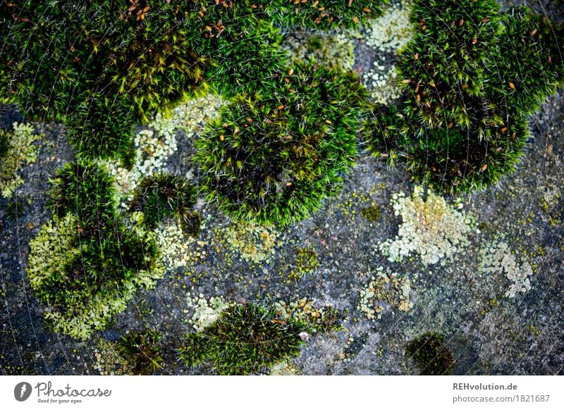 moss Moss Structures and shapes Macro (Extreme close-up) Colour photo Exterior shot Green Plant Nature Growth Detail Day