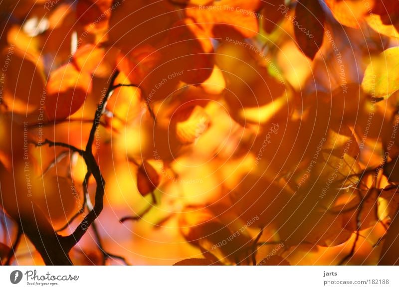 colour photograph Colour photo Multicoloured Exterior shot Close-up Deserted Day Reflection Sunlight Sunbeam Deep depth of field Central perspective Nature