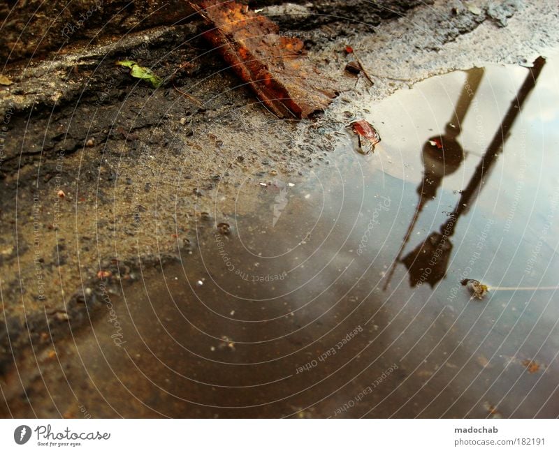 Autumn depression - hanging heads Colour photo Subdued colour Exterior shot Underwater photo Abstract Pattern Structures and shapes Day Light Contrast