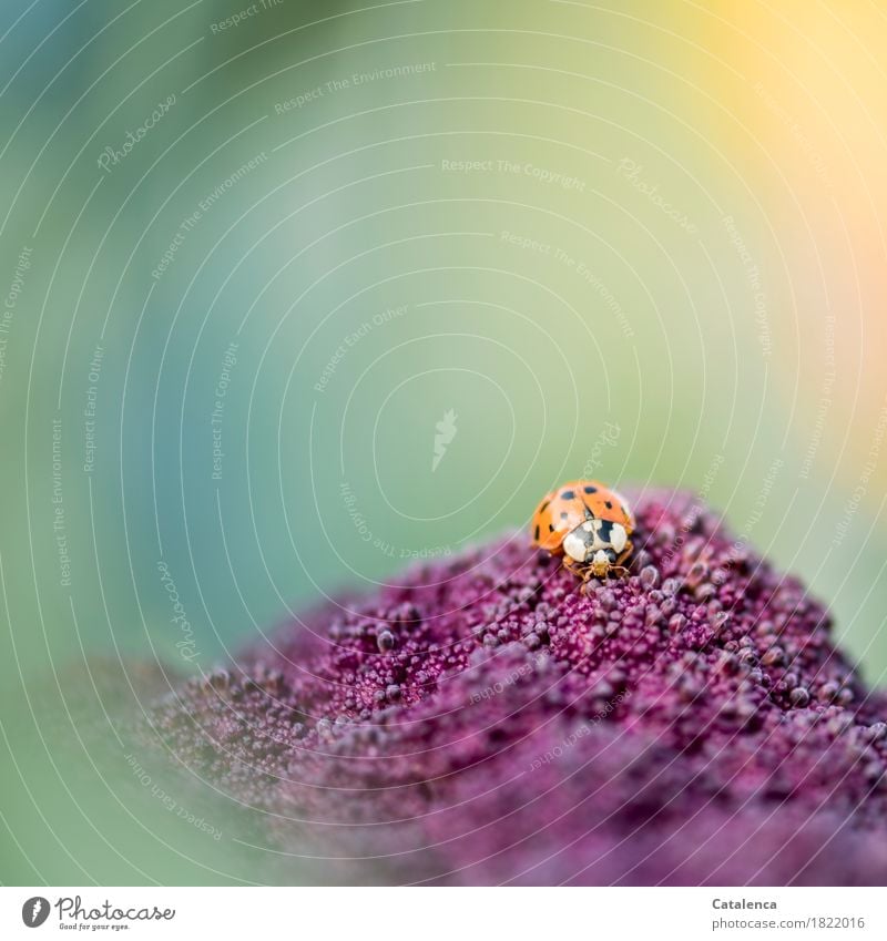 In search, ladybug on purple cauliflower Nature Plant Animal Autumn Blossom Agricultural crop Cauliflower Garden Vegetable garden Beetle Ladybird 1 Blossoming