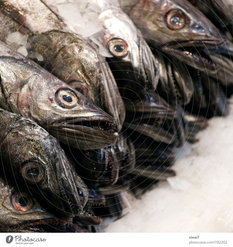 abundant Colour photo Subdued colour Detail Deserted Deep depth of field Looking Looking into the camera Food Fish Nutrition Sushi Trade 4 Animal