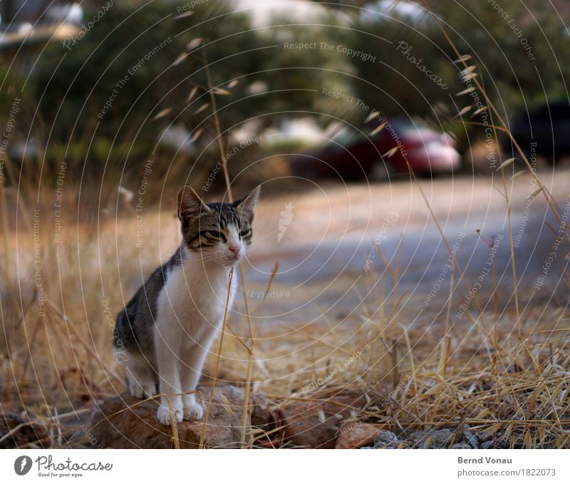 Little Greek Animal Cat 1 Baby animal Small Cute Caress Pelt Kitten Tabby cat Bushes Sit Wait Vacation & Travel Colour photo Exterior shot Day