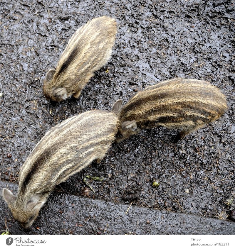 Wild Guys Colour photo Exterior shot Day Bird's-eye view Earth Animal Wild animal Animal tracks 3 Group of animals Baby animal To feed Life Energy Cold Team