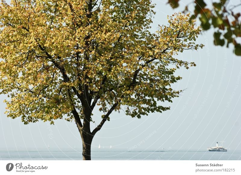 Postcard from Lindau Light Contrast Sunlight Nature Water Tree Waves Coast Lakeside Bay Island Navigation Inland navigation Cruise Passenger ship Cruise liner