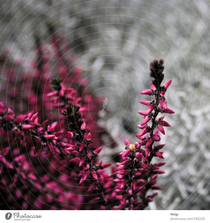 heather Colour photo Multicoloured Exterior shot Detail Deserted Copy Space right Copy Space top Day Nature Plant Autumn Flower Blossom Heather family