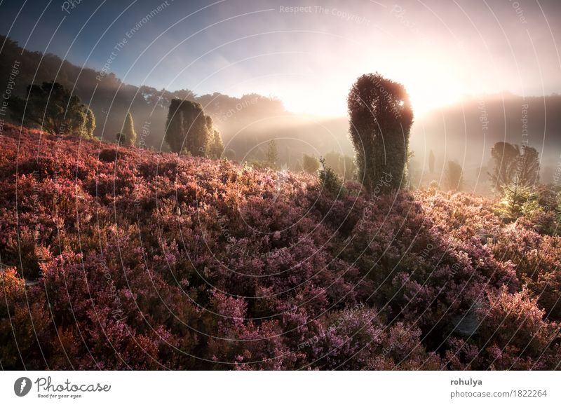 misty sunrise on hills with flowering heather Summer Sun Landscape Plant Sky Fog Tree Flower Hill Pink Serene sunshine beam Mountain heather ling Heathland