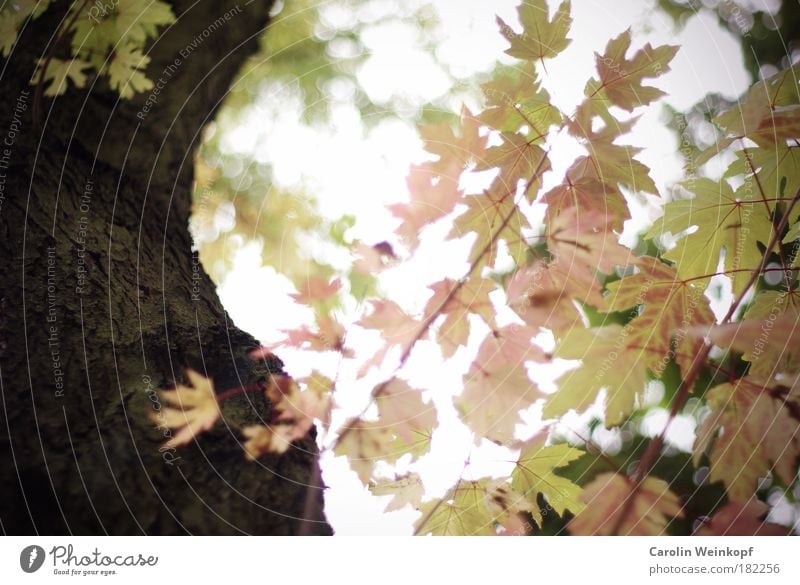 Falling for fall. Colour photo Exterior shot Detail Abstract Pattern Structures and shapes Deserted Copy Space left Copy Space top Morning Light Shadow Contrast