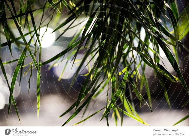 Insight. Colour photo Exterior shot Close-up Detail Abstract Pattern Structures and shapes Deserted Day Light Shadow Contrast Silhouette