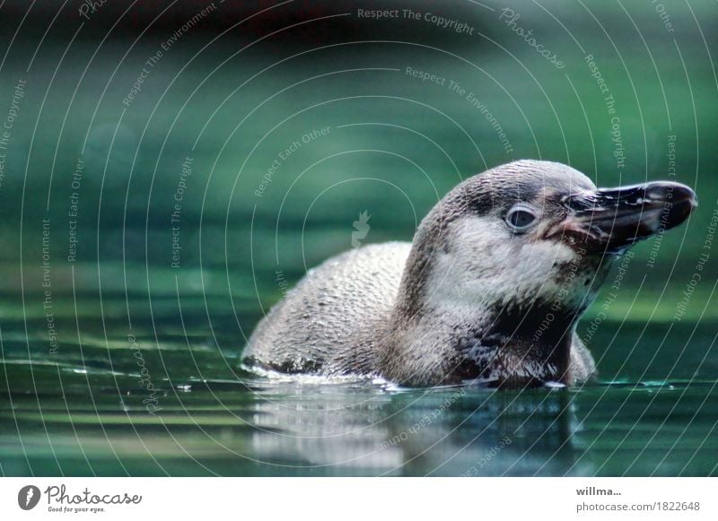 swimming penguin, humboldt penguin Wild animal Penguin Humboldt Penguin Web-footed birds Swimming & Bathing Green Turquoise Water Surface of water