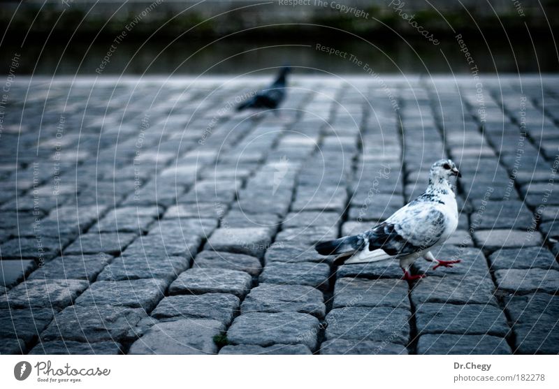 Marsch Subdued colour Exterior shot Deserted Copy Space left Neutral Background Day Contrast Deep depth of field Central perspective Animal portrait Profile