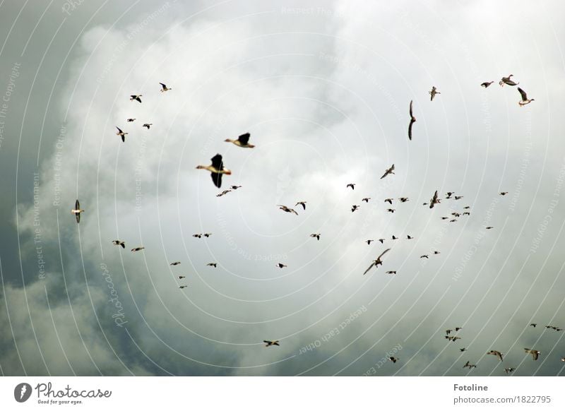 swarming sky Environment Nature Animal Sky Clouds Storm clouds Autumn Bad weather Wild animal Bird Wing Flock Dark Far-off places Free Natural Gray Goose