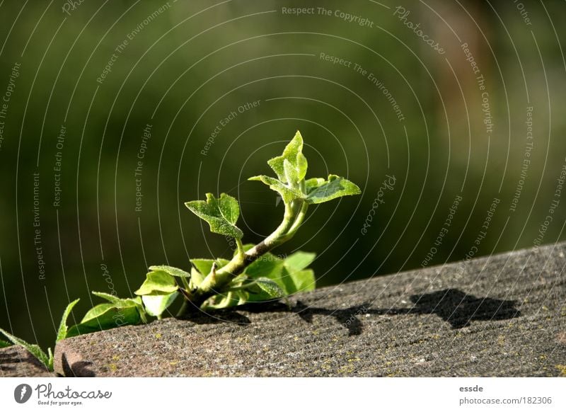 f eu Colour photo Exterior shot Copy Space right Copy Space top Shadow Sunlight Blur Plant Spring Beautiful weather Ivy Leaf Foliage plant Wall (barrier)